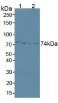 MMP2 Antibody (aa445-660, Cy3)