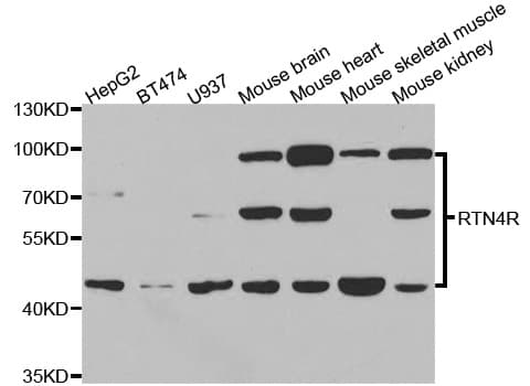 RTN4R Antibody