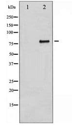Polyclonal Rabbit anti-Human BRAF / B-Raf Antibody (IHC, WB)