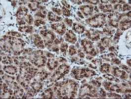 KLK8 / Kallikrein 8 Antibody (clone OTI16G2, Carrier-free)