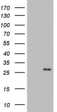 ITGB1BP1 / ICAP1 Antibody (clone OTI7G9, Carrier-free)