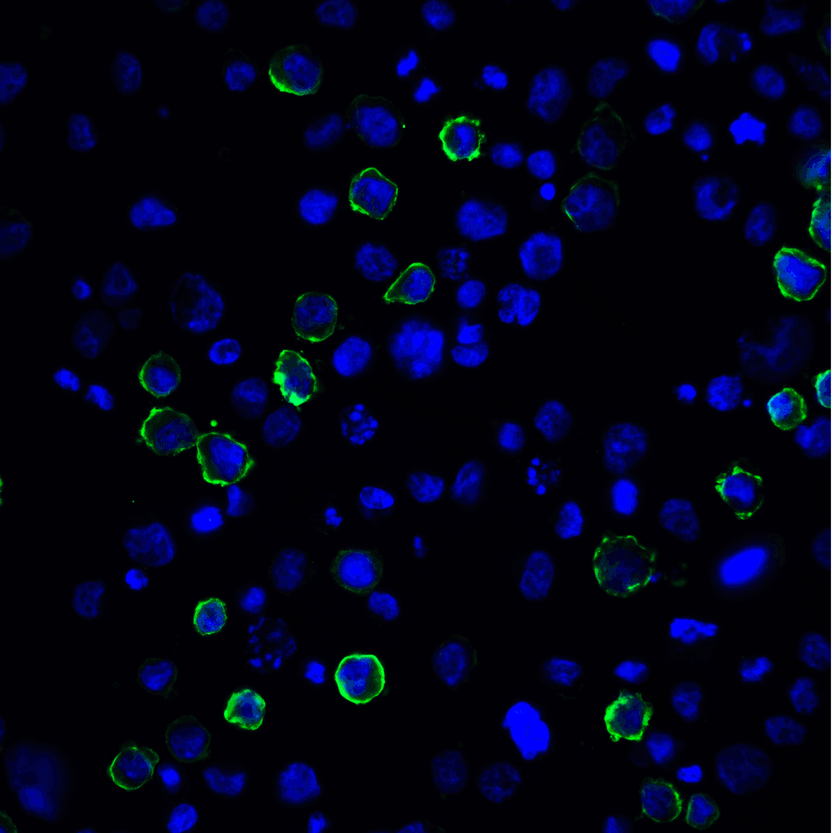 IHC-plus™ PD-L2 / PDCD1LG2 / CD273 Antibody (clone 4E10)