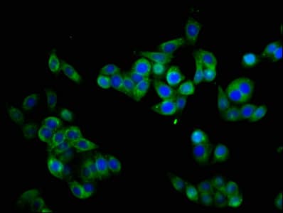 CHRM3 / M3 Antibody (aa253-492)
