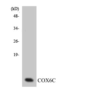 COX6C Antibody (aa40-89)