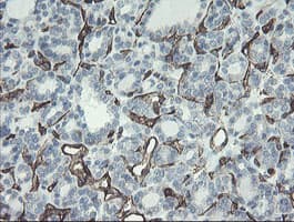 PECAM-1 / CD31 Antibody (clone OTI1D2)