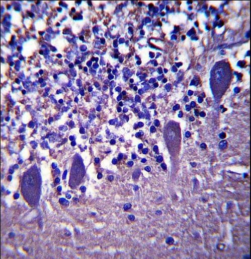 LRRC8B Antibody (aa223-252)