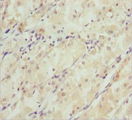 SNAP29 Antibody