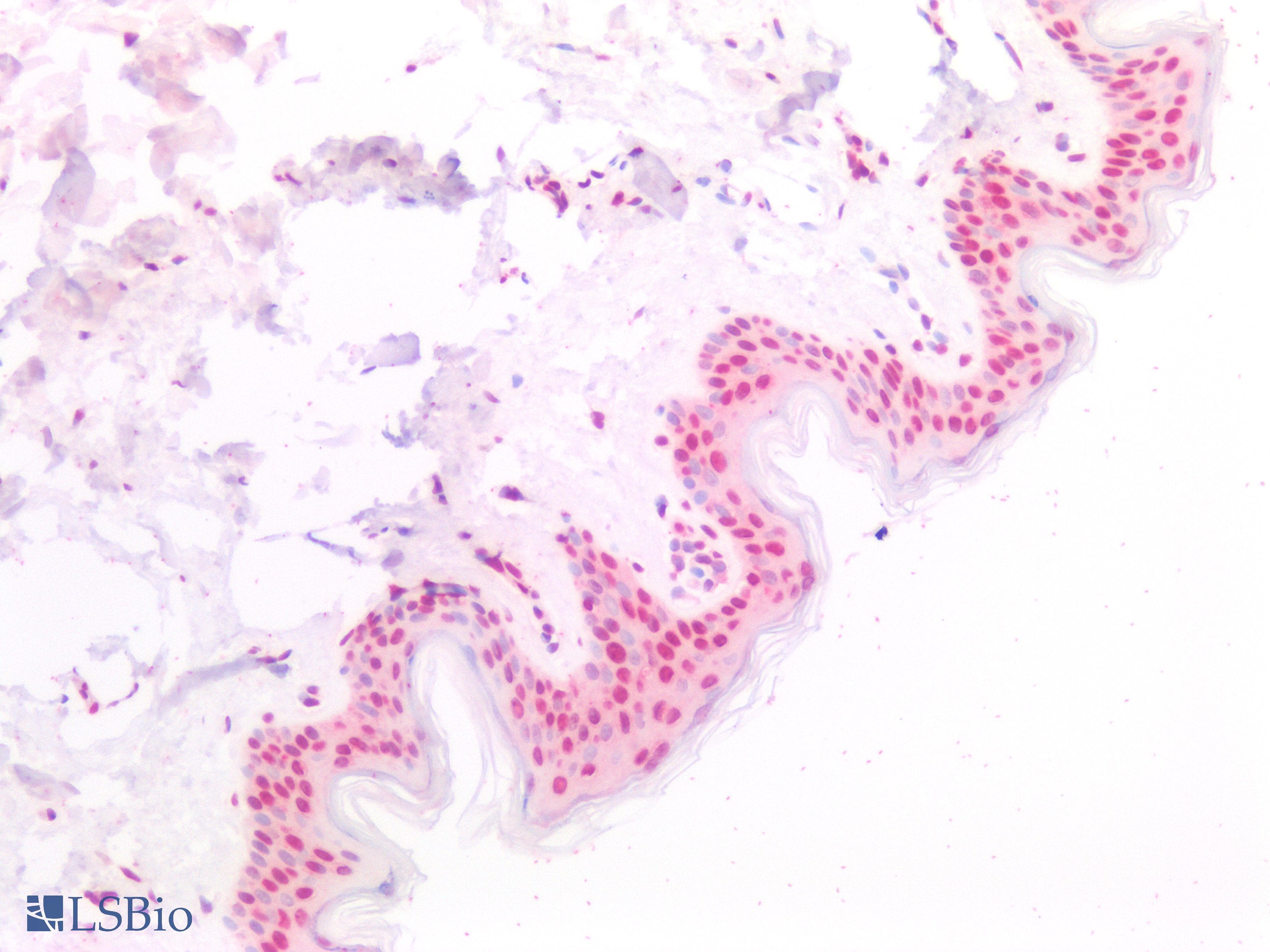 PathPlus™ Polyclonal Rabbit anti-Human CCND1 / Cyclin D1 Antibody (aa250-300, IHC, WB)