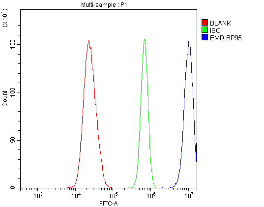 Polyclonal Rabbit anti-Human EMD / Emerin Antibody (IHC, WB)