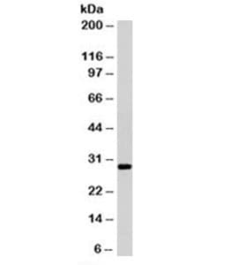 IHC-plus™ HLA-DRB1 Antibody (clone LN3)