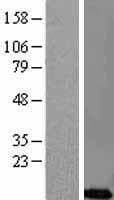 CREM / ICER Protein (Over-Expression Lysate Myc-DDK (Flag))