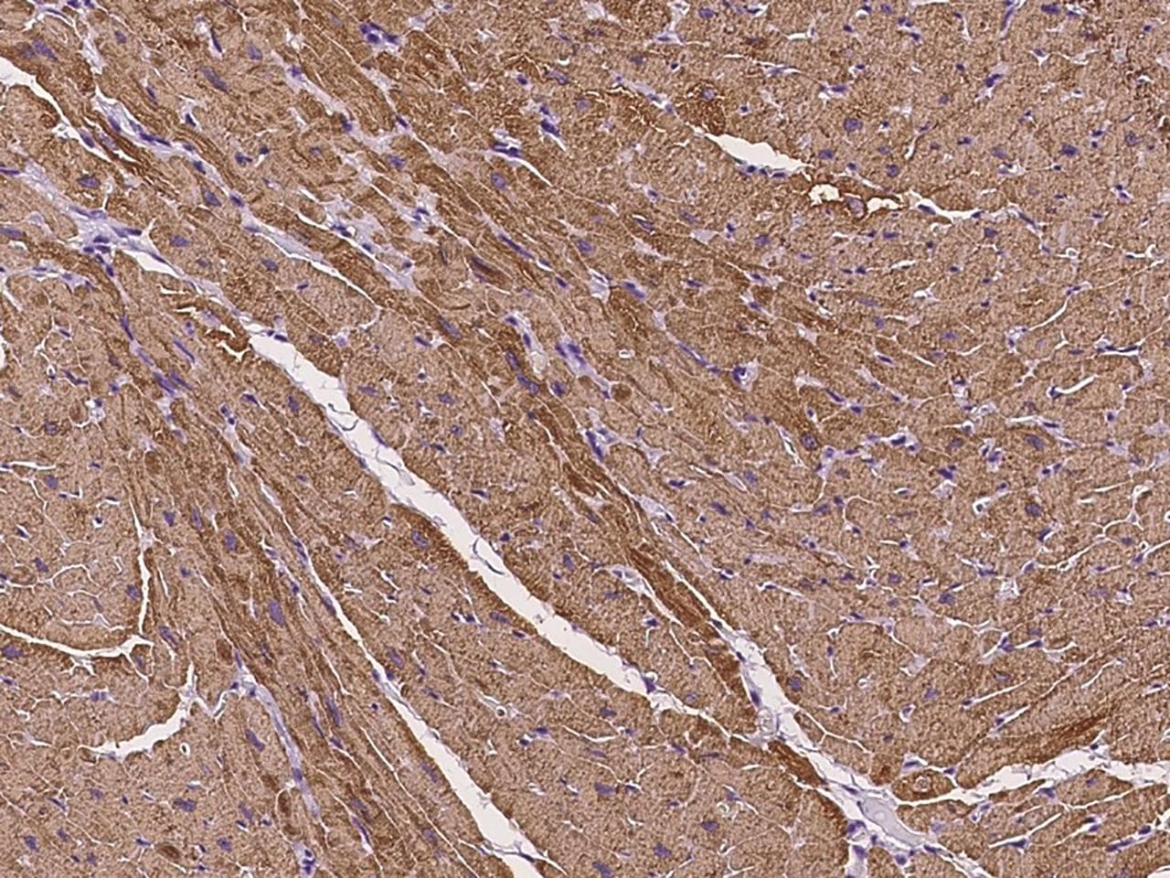 MYL3 Antibody