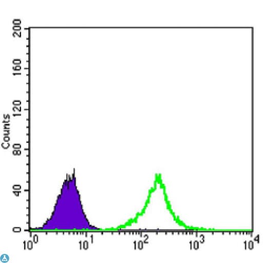 KLHL11 Antibody