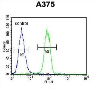 ECE-1 Antibody (aa528-556)