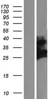 CXorf38 Protein (Over-Expression Lysate Myc-DDK (Flag))