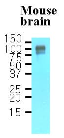IHC-plus™ APP / Beta Amyloid Precursor Antibody (aa18-289, clone J4H9)
