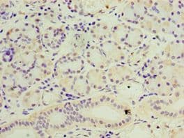 SESN3 Antibody (aa1-310)