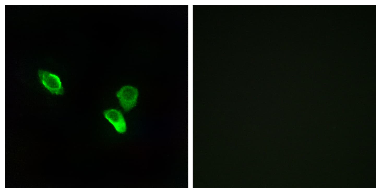 Polyclonal Rabbit anti-Human MRPS18C Antibody (aa71-120, IHC, IF, WB)