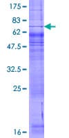Human P2RY4 / P2Y4 Protein (Recombinant GST)