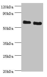 ATAD3B Antibody (aa1-240)