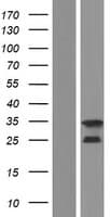C1orf223 Protein (Over-Expression Lysate Myc-DDK (Flag))