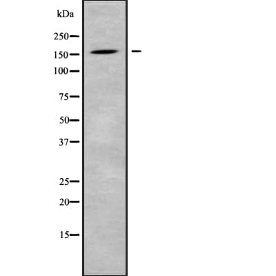 EIF3A Antibody