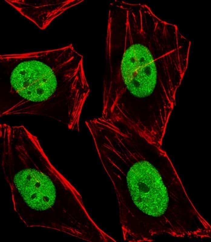 BMI1 / PCGF4 Antibody (aa281-314)