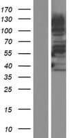 BCAS1 / NABC1 Protein (Over-Expression Lysate Myc-DDK (Flag))