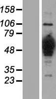 HMGCS1 / HMG-CoA Synthase 1 Protein (Over-Expression Lysate Myc-DDK (Flag))