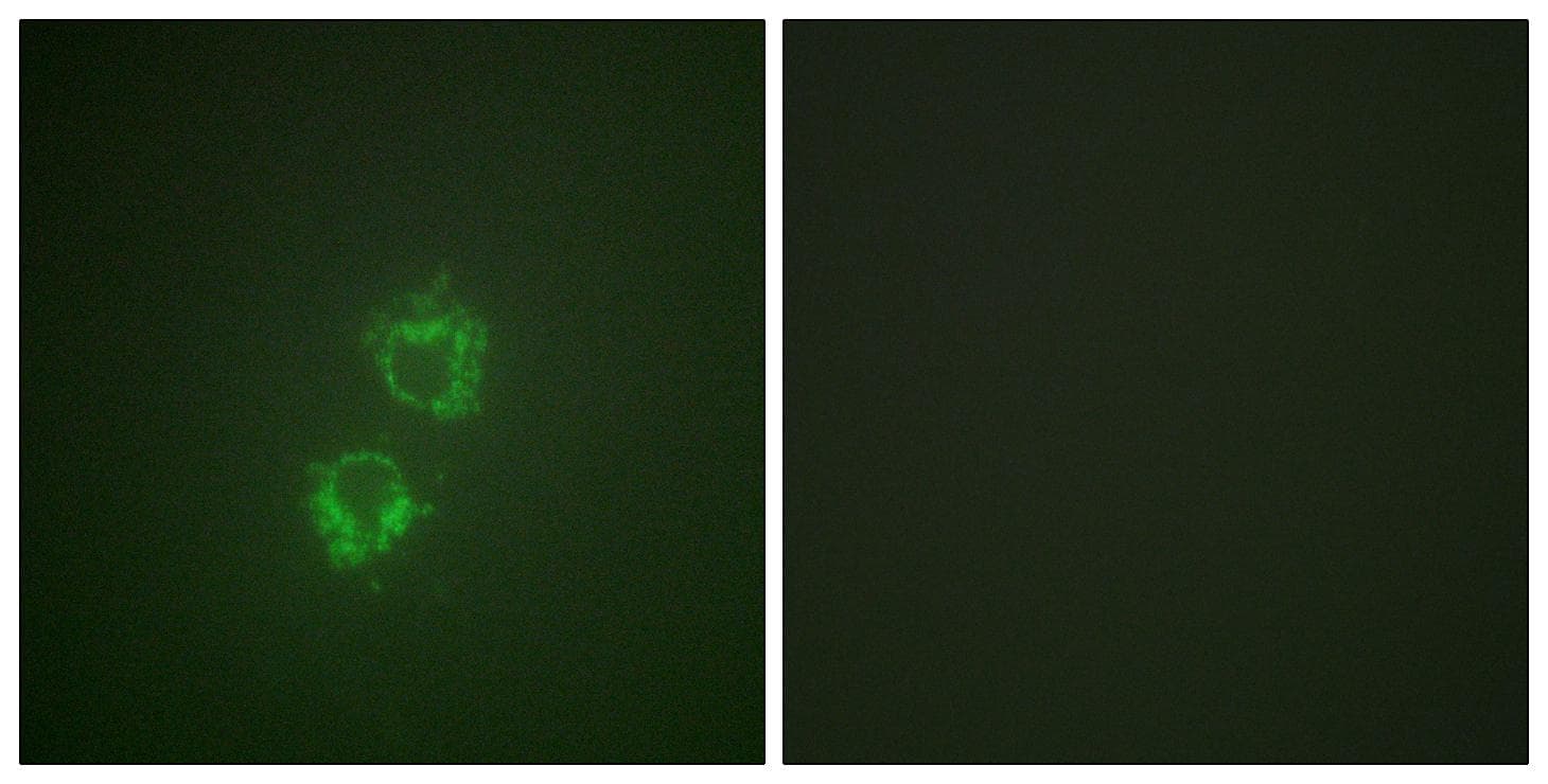 YWHAQ / 14-3-3 Theta Antibody (phospho-Ser232)