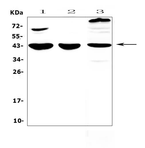 IL18BP Antibody