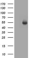 Monoclonal Mouse anti-Human CD4 Antibody (clone OTI6C10, WB)