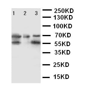 DDX4 / VASA Antibody (aa253-272)