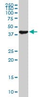 Monoclonal Mouse anti-Human USF2 Antibody (clone 5E9, IHC, IF, WB)
