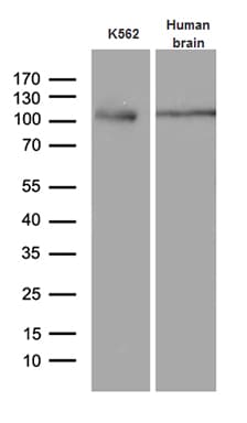AGO1 / EIF2C Antibody (aa226-490, clone OTI4G1)