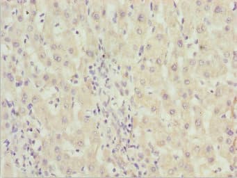 ZNF785 Antibody