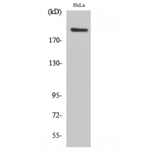 PHF3 Antibody (1970-2050 aa, C-terminal)