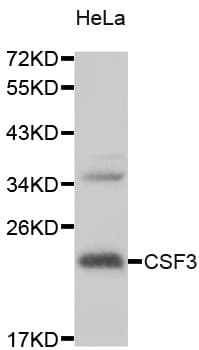 CSF3 / G-CSF Antibody