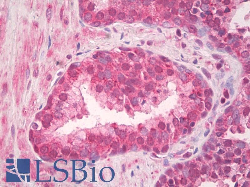 IHC-plus™ TLR4 Antibody (aa650-700)