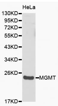 IHC-plus™ MGMT Antibody