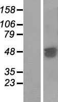 SAMD7 Protein (Over-Expression Lysate Myc-DDK (Flag))