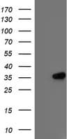 IFI35 Antibody (clone OTI2D6)