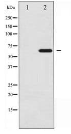 EZR / Ezrin Antibody