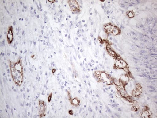 CD34 Antibody (aa312-385, clone OTI11A5)