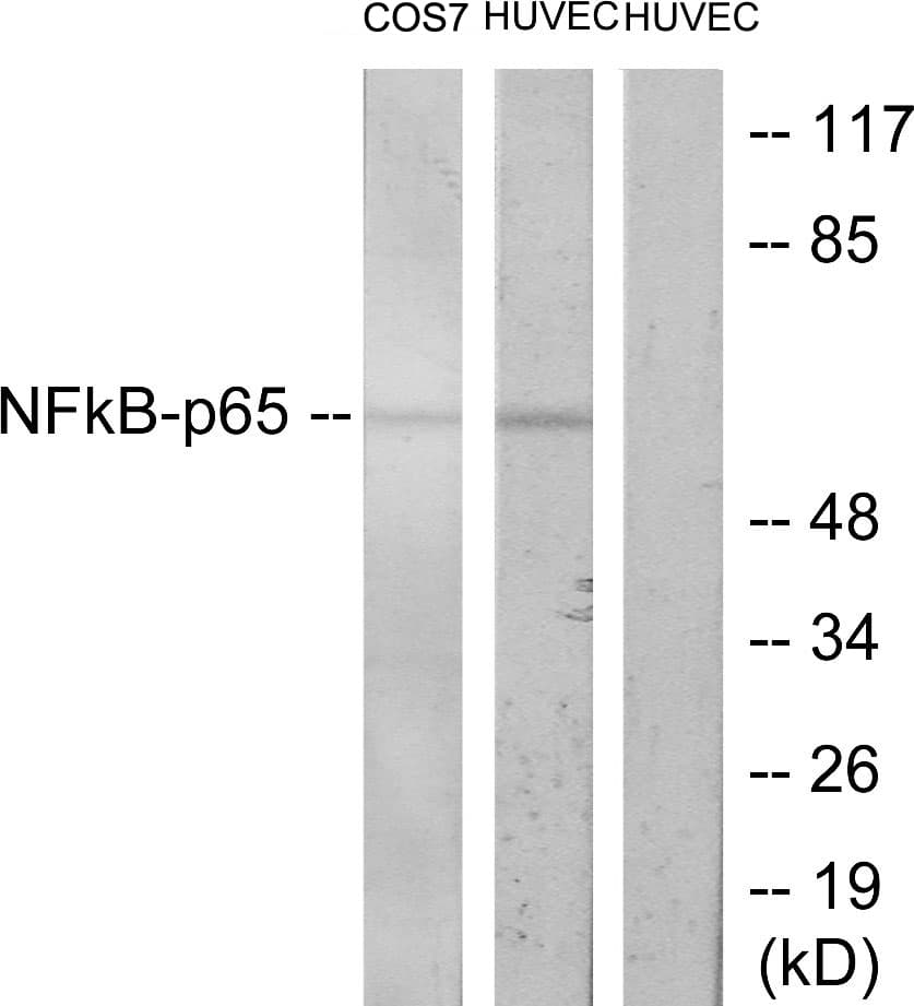 IHC-plus™ RELA / NFKB p65 Antibody (aa402-451)