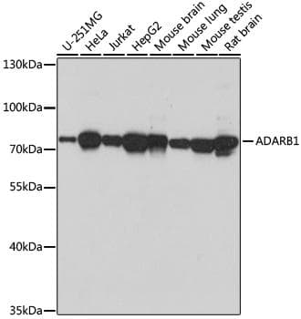 ADAR2 / ADARB1 Antibody