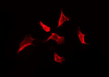 Polyclonal Rabbit anti-Human OR2I1P Antibody (IF, WB)