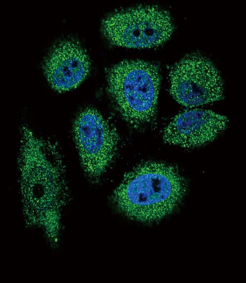 IHC-plus™ RNASE3 Antibody (aa124-151)