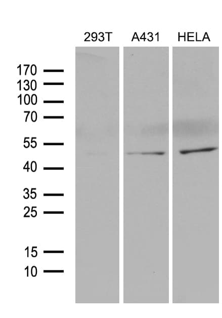 BHLHB2 / DEC1 Antibody (aa1-313, clone OTI4C4)