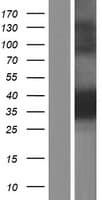 PPM1A / PP2CA Protein (Over-Expression Lysate Myc-DDK (Flag))